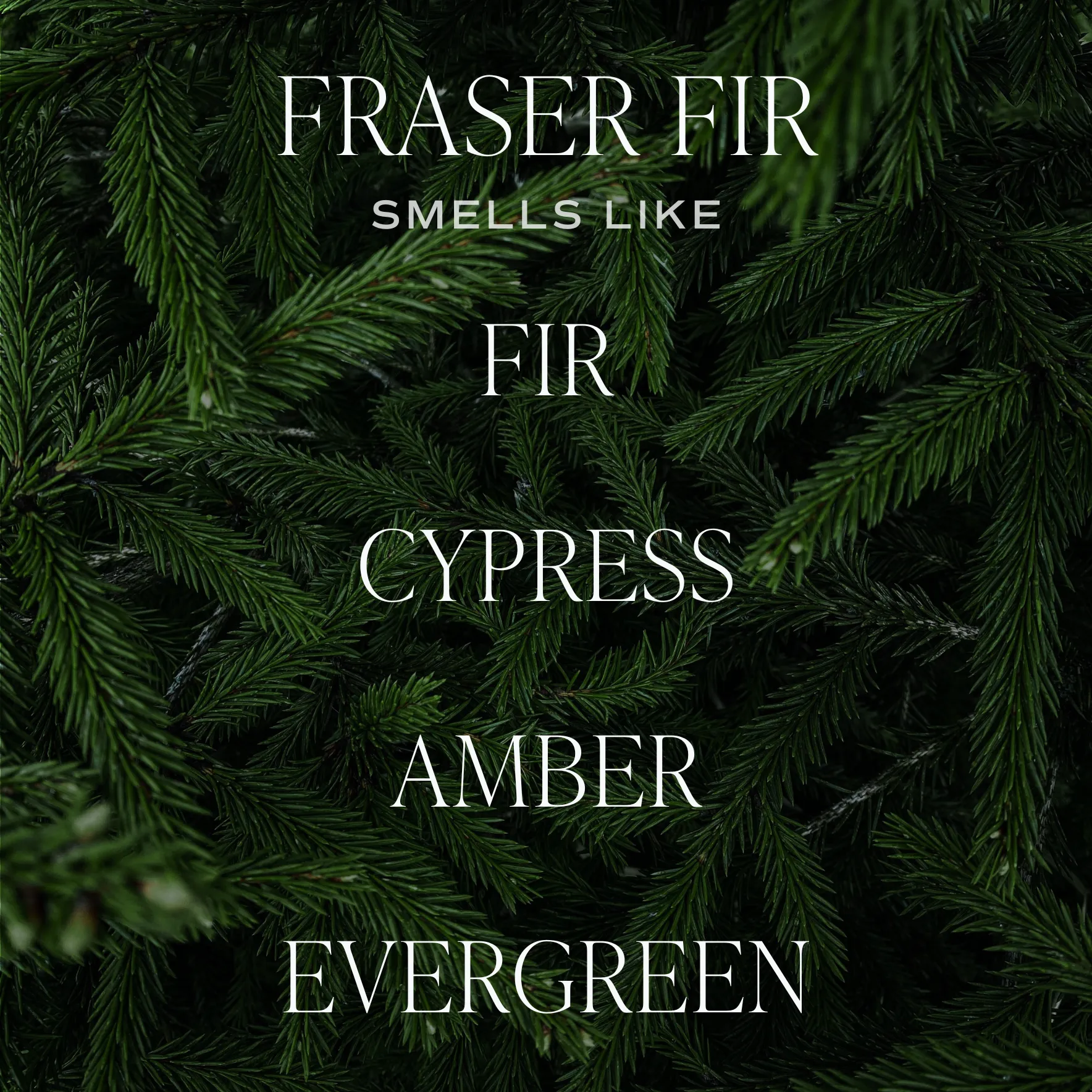 Fraser Fir Hanging Air Freshener