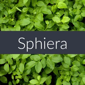 Sphiera Essential Oil Blend